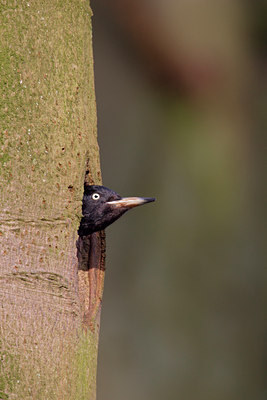 BUITEN BEELD Foto: 10522