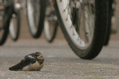 BUITEN BEELD Foto: 10555