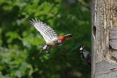 BUITEN BEELD Foto: 10609