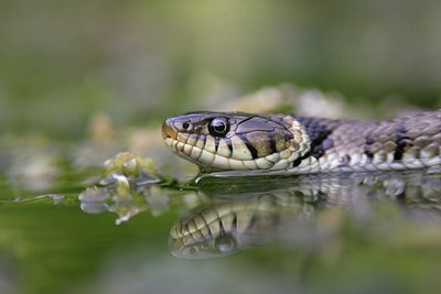BUITEN BEELD Foto: 10620