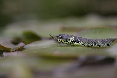 BUITEN BEELD Foto: 10622