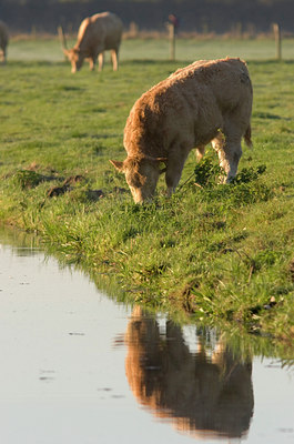 BUITEN BEELD Foto: 10637