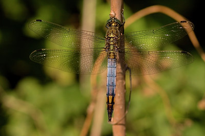 BUITEN BEELD Foto: 10659