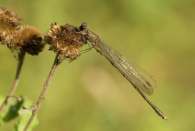 BUITEN BEELD Foto: 10661