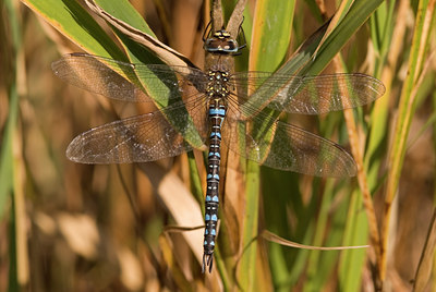 BUITEN BEELD Foto: 10682