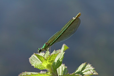 BUITEN BEELD Foto: 10687