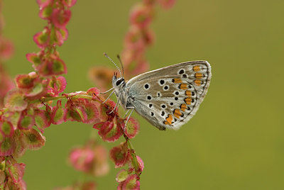 BUITEN BEELD Foto: 10700