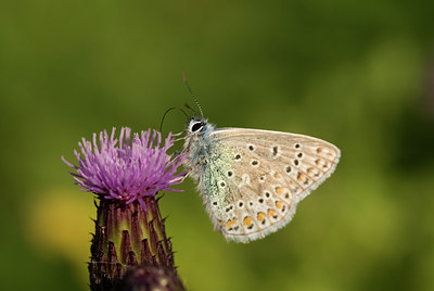 BUITEN BEELD Foto: 10707