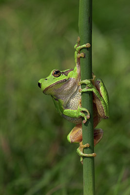 BUITEN BEELD Foto: 10774