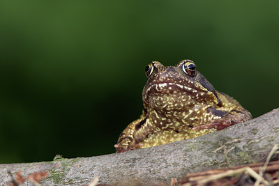 BUITEN BEELD Foto: 10798