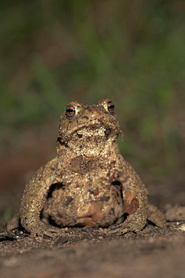 BUITEN BEELD Foto: 10813