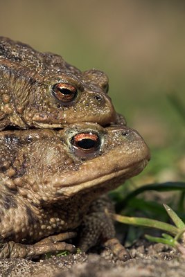 BUITEN BEELD Foto: 10830