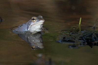 BUITEN BEELD Foto: 10845
