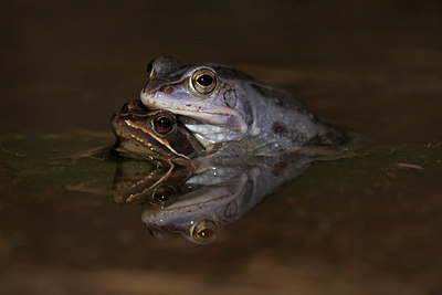BUITEN BEELD Foto: 10851