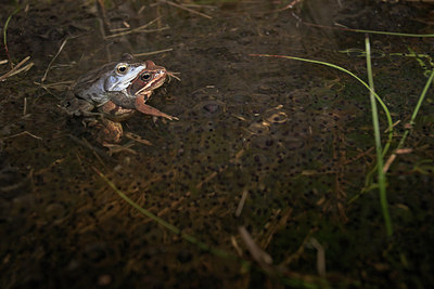 BUITEN BEELD Foto: 10852