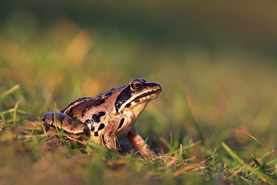 BUITEN BEELD Foto: 10854