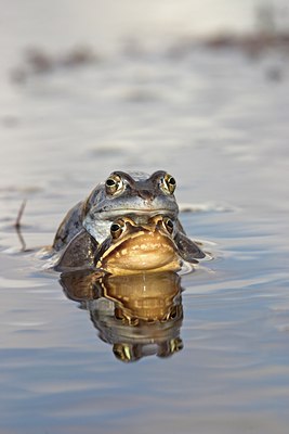 BUITEN BEELD Foto: 10860