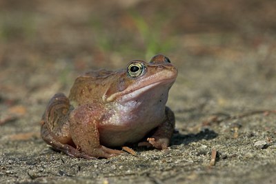 BUITEN BEELD Foto: 10865