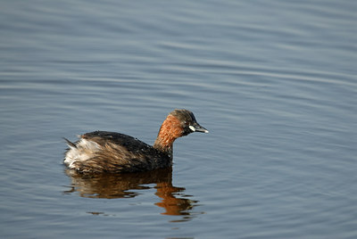 BUITEN BEELD Foto: 10866