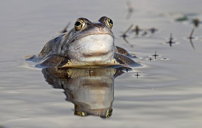 BUITEN BEELD Foto: 10868