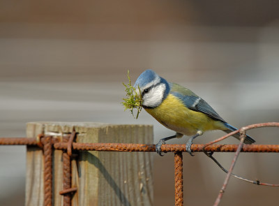 BUITEN BEELD Foto: 10878