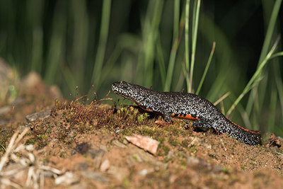 BUITEN BEELD Foto: 10887