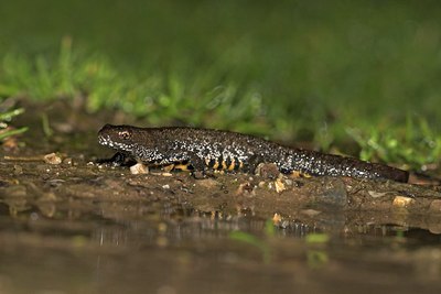 BUITEN BEELD Foto: 10890