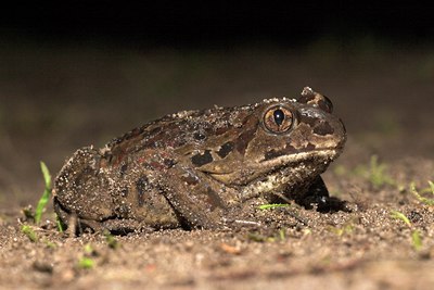 BUITEN BEELD Foto: 10897