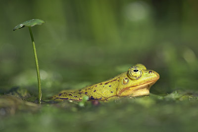 BUITEN BEELD Foto: 10919