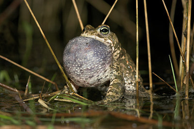 BUITEN BEELD Foto: 10920