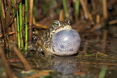 BUITEN BEELD Foto: 10926