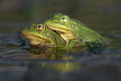 BUITEN BEELD Foto: 10929