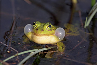 BUITEN BEELD Foto: 10931