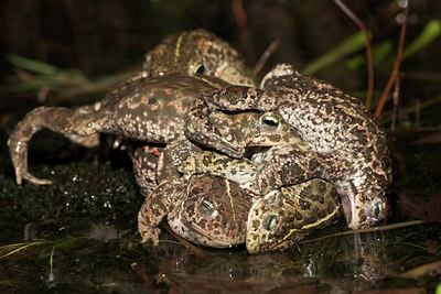 BUITEN BEELD Foto: 10935