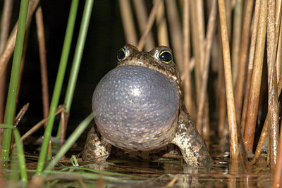 BUITEN BEELD Foto: 10940