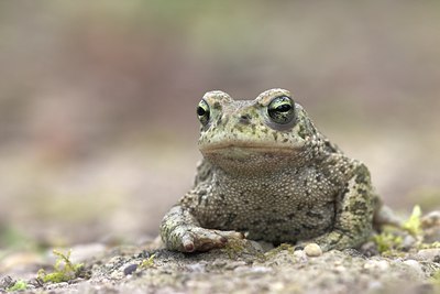 BUITEN BEELD Foto: 10944