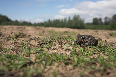 BUITEN BEELD Foto: 10948