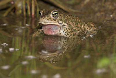 BUITEN BEELD Foto: 10949