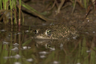 BUITEN BEELD Foto: 10950