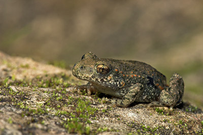 BUITEN BEELD Foto: 10960