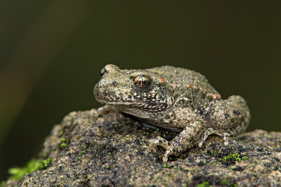 BUITEN BEELD Foto: 10961