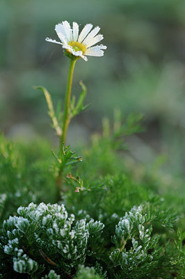 BUITEN BEELD Foto: 109022