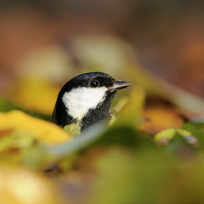 BUITEN BEELD Foto: 109028