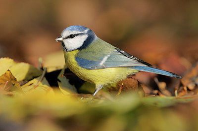 BUITEN BEELD Foto: 109033