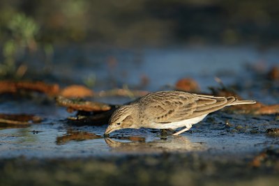 BUITEN BEELD Foto: 109048