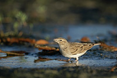 BUITEN BEELD Foto: 109049