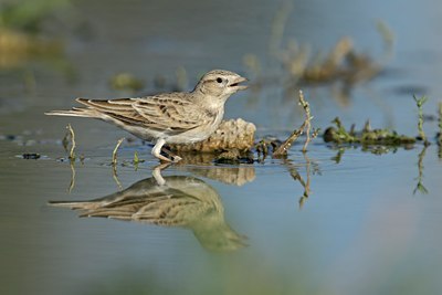 BUITEN BEELD Foto: 109053