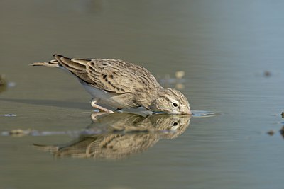 BUITEN BEELD Foto: 109055