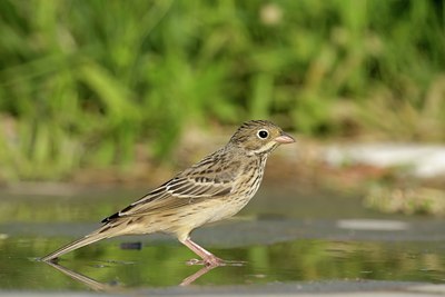 BUITEN BEELD Foto: 109060