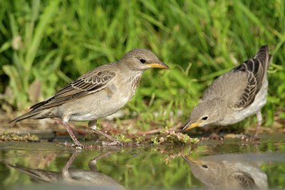 BUITEN BEELD Foto: 109070